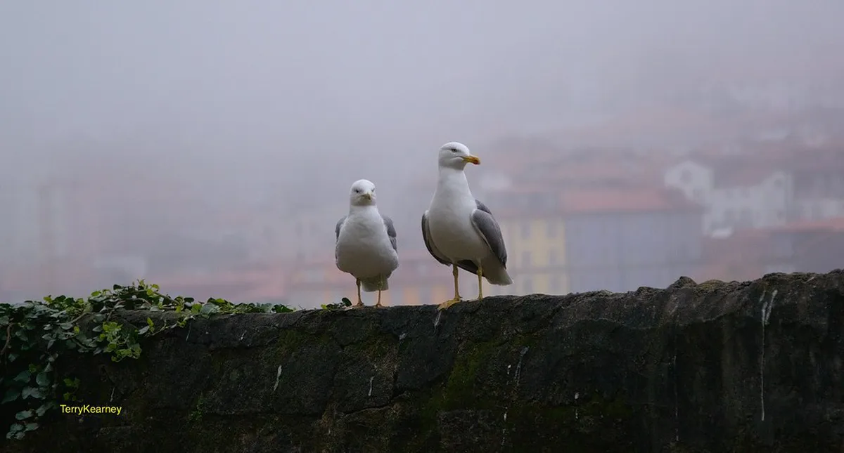 Braga Street Food on Beautiful Streets: A 2025 Guide