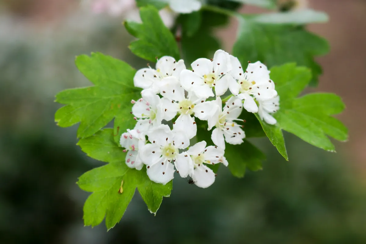 Discover Charming Braga Street Cafes in 2025