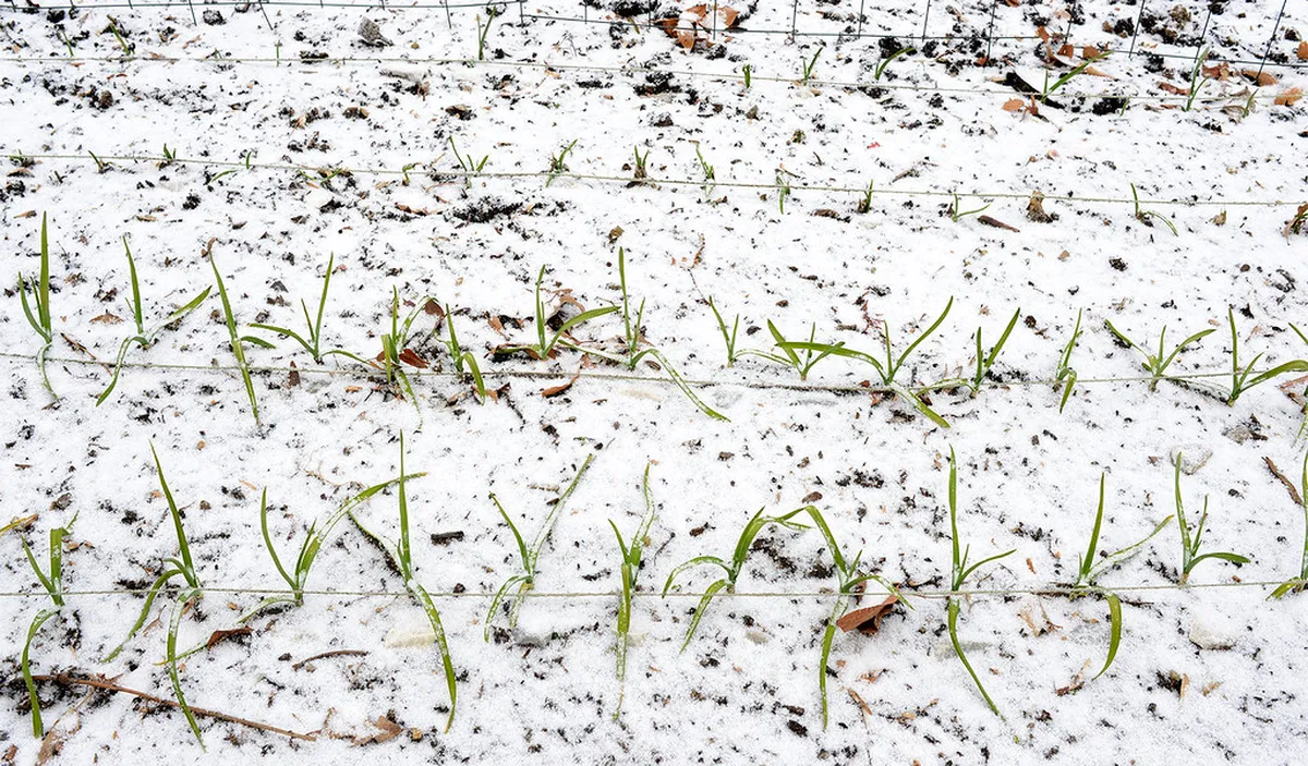 Tips for Finding Free Street Parking in Coimbra