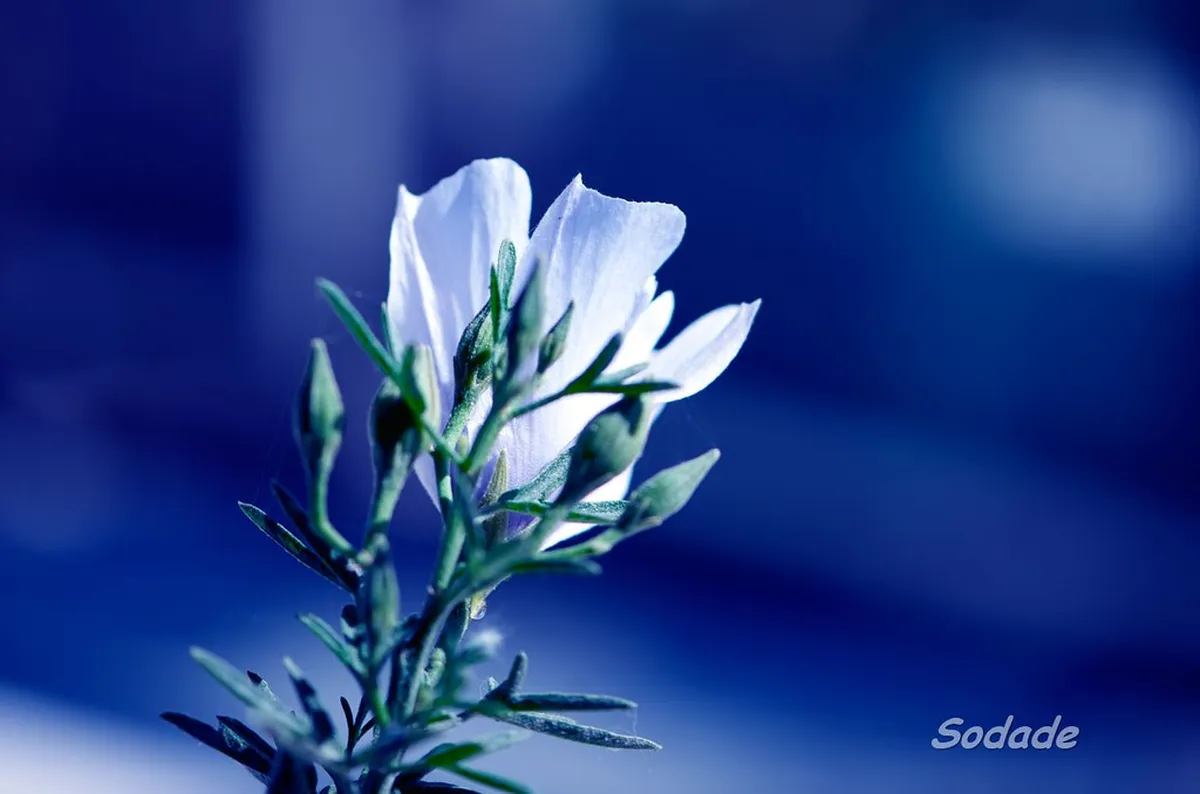 Discover Évora Fado: Venues & 2025 Performance Schedule