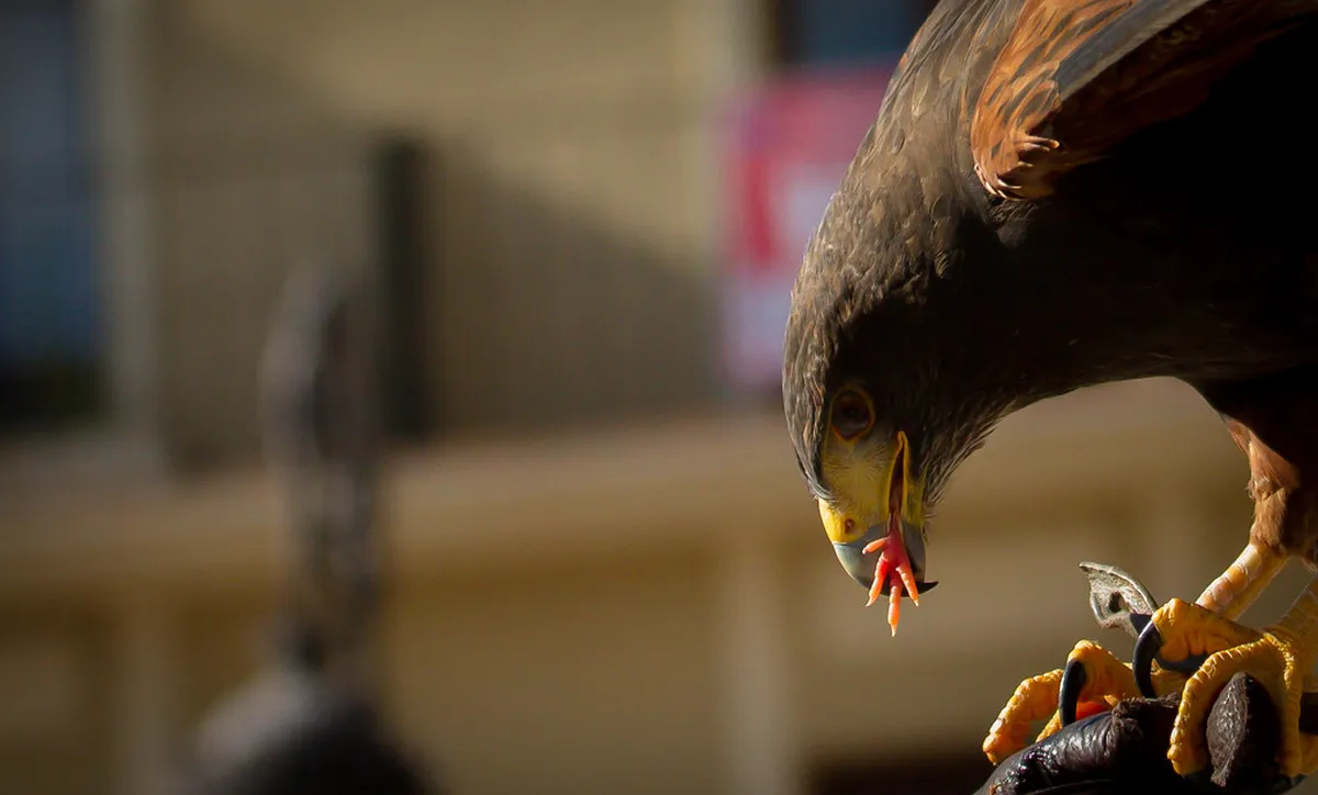 Best Places for Eating Near Largo da Sé Faro in 2025