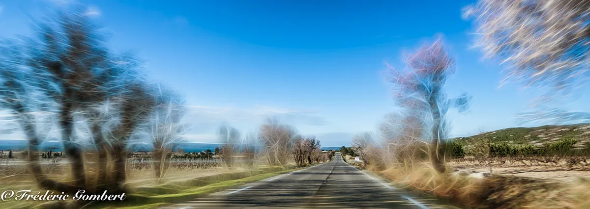 Faro's Spring Bloom Streets: A Guide to Floral Beauty