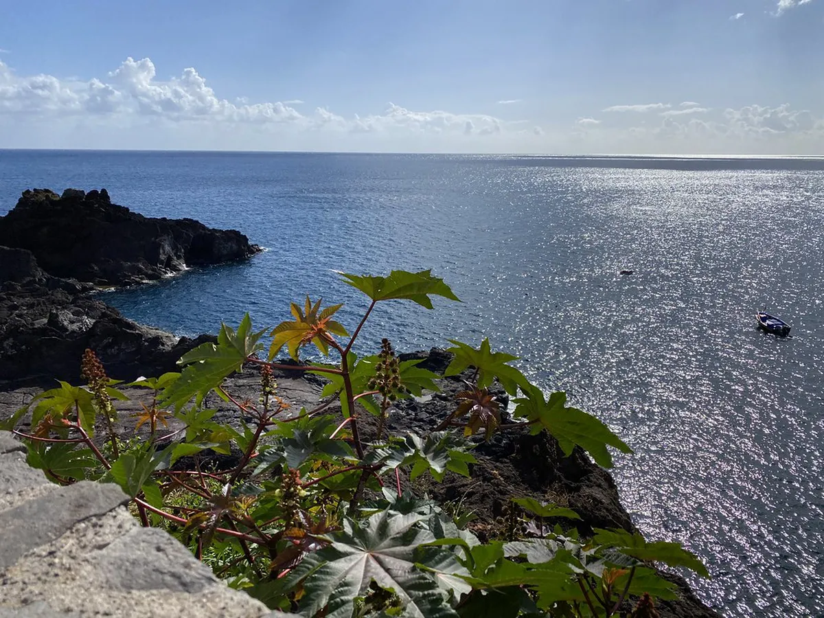 Discover Funchal Coastal Walk Routes and Maps in 2025