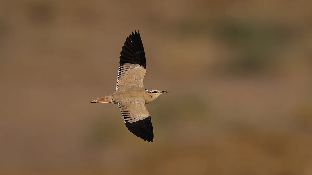 Finding the Best Ginjinha in Lisbon: A 2025 Guide