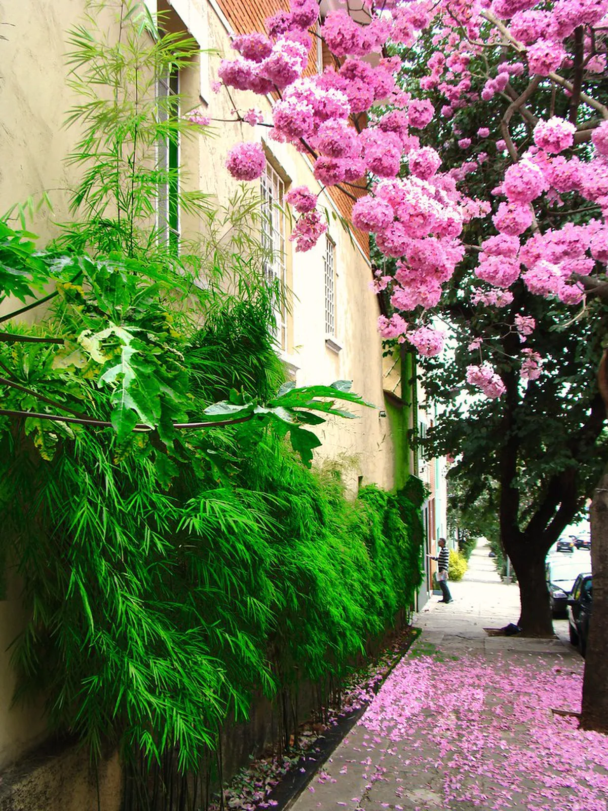 History of Rua das Flores Porto: A Timeless Street